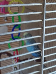 Our parakeet, Happy Love
